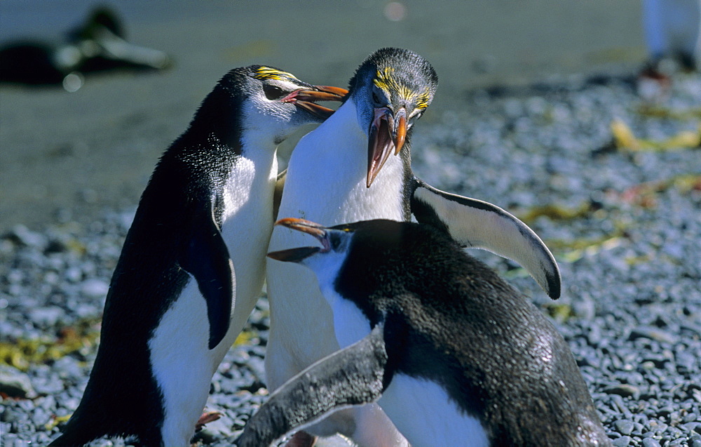 Fighting young Royal Penguins (Eudyptes Schlegeli). Sandy Bay, Macquarie Island, Subantarctic Australia.