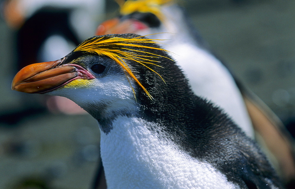 Adult Royal Penguin (Eudyptes Schlegeli). Sandy Bay, Macquarie Island, Subantarctic Australia 