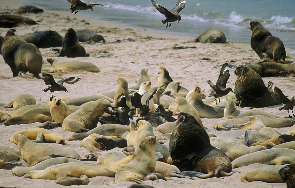 Female Hooker’s Sea Lions (Phocarctos Hookeri) between birth giving and mating. Sandy Bay, Auckland Island, Subantarctic New Zealand.