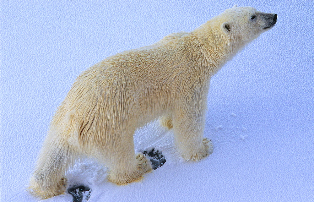 Polar Bear (Ursus Maritimus) walking on snow. Rijpfjorden, Svalbard.