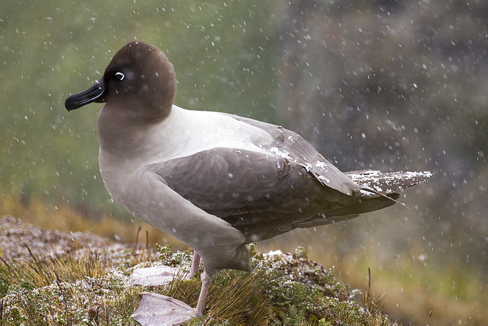 A  Light Mantled Albatross, or Light Mantled Sooty Albatross, Phoebetria palpebrata, on South Georgia, on nesting cliffs at Grytviken.