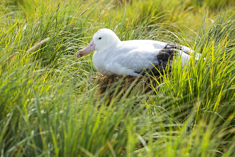 A Wandering Albatross; Diomedea exulans, the bird with the largest wing span on the planet, at around 11 feet 6 inches, nesting on Prion Island, South Georgia, Southern Ocean.