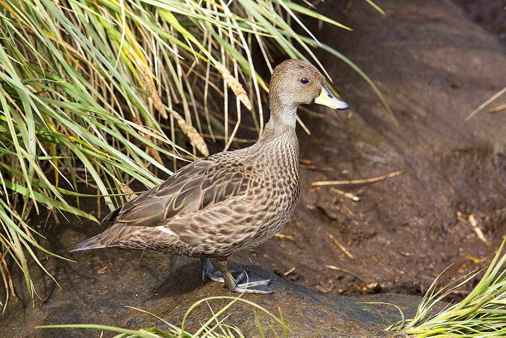 A South Georgia Pintail, Anas georgica georgica, a small species of duck that is endemic too and only found on South Georgia, Southern Ocean.