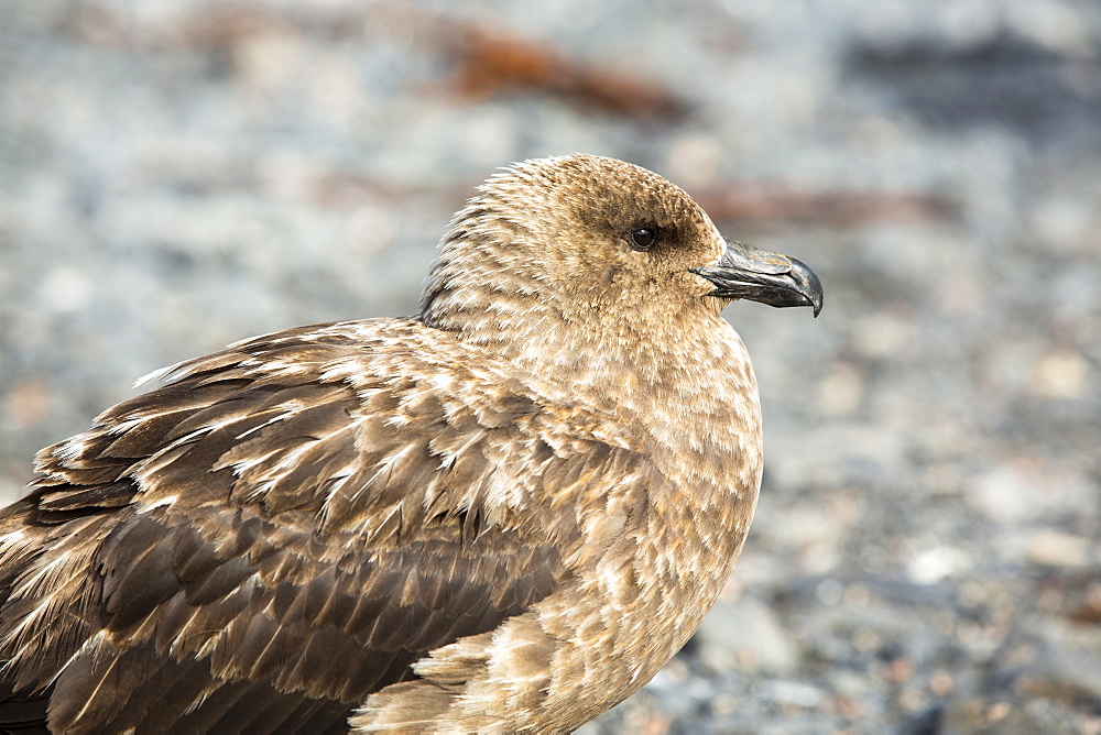 A Brown Skua, Stercorarius antarcticus on the beach at Salisbury Plain, South Georgia, Southern Ocean.