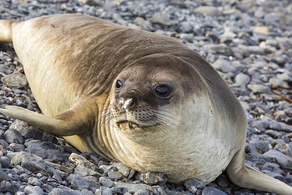 Southern Elephant Seal; Mirounga leonina, on Prion Island, South Georgia, Antarctica.