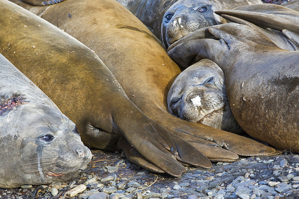 Southern Elephant Seal; Mirounga leonina, on Prion Island, South Georgia, Antarctica.