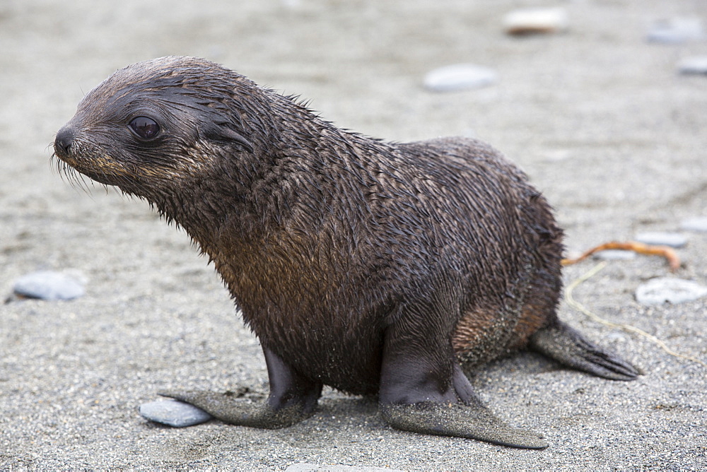 Antarctic Fur Seal pups at Salisbury Plain, South Georgia, Southern Ocean.