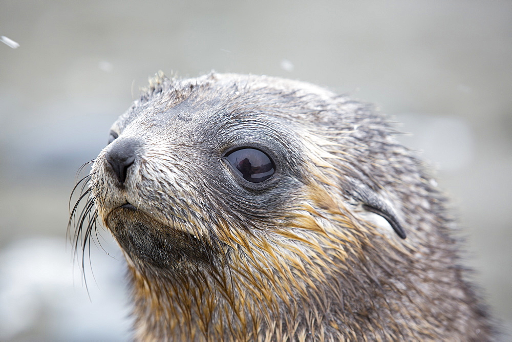 Antarctic Fur Seal pups at Salisbury Plain, South Georgia, Southern Ocean.