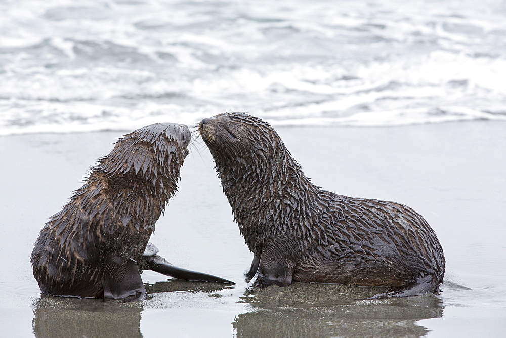 Antarctic Fur Seal pups at Salisbury Plain, South Georgia, Southern Ocean.