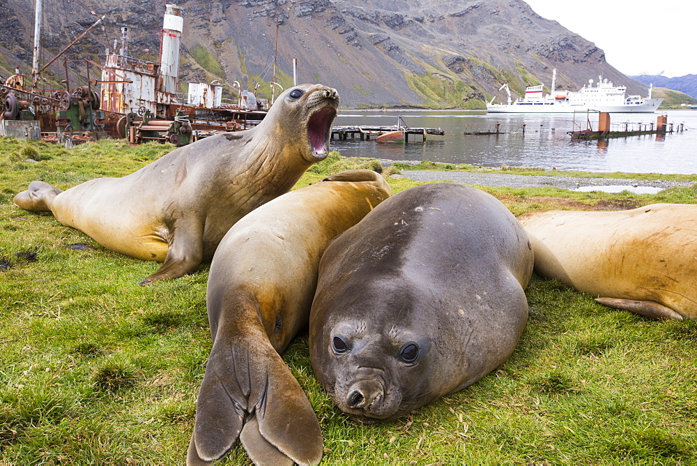 Southern Elephant Seal; Mirounga leonina, in Grytviken South Georgia, Antarctica, with an old whaling ship behind.