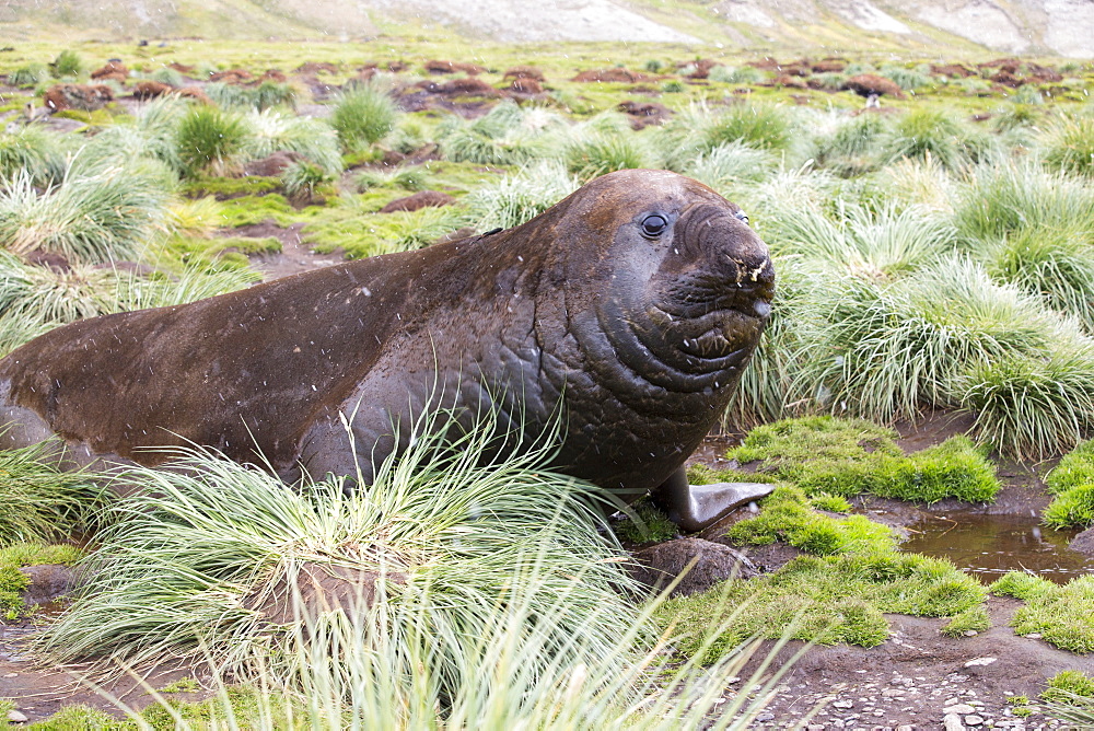 A massive bull, beach master Southern Elephant Seal; Mirounga leonina, at Jason Harbour, South Georgia, Antarctica.