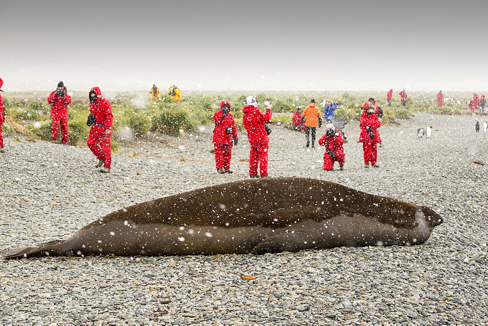 A massive bull, beach master Southern Elephant Seal; Mirounga leonina, at Jason Harbour, South Georgia, Antarctica, with tourists from an expedtion cruise ship.