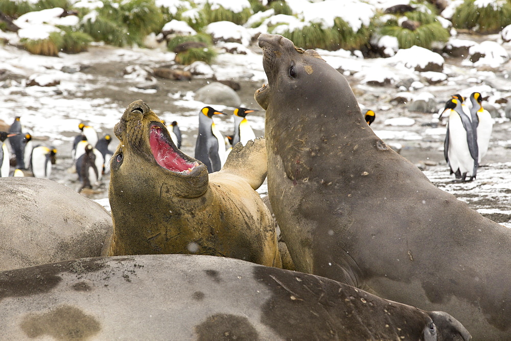 Large bull Southern Elephant Seal; Mirounga leonina, fighting at Gold Harbour, South Georgia, Antarctica, in a King Penguin colony.