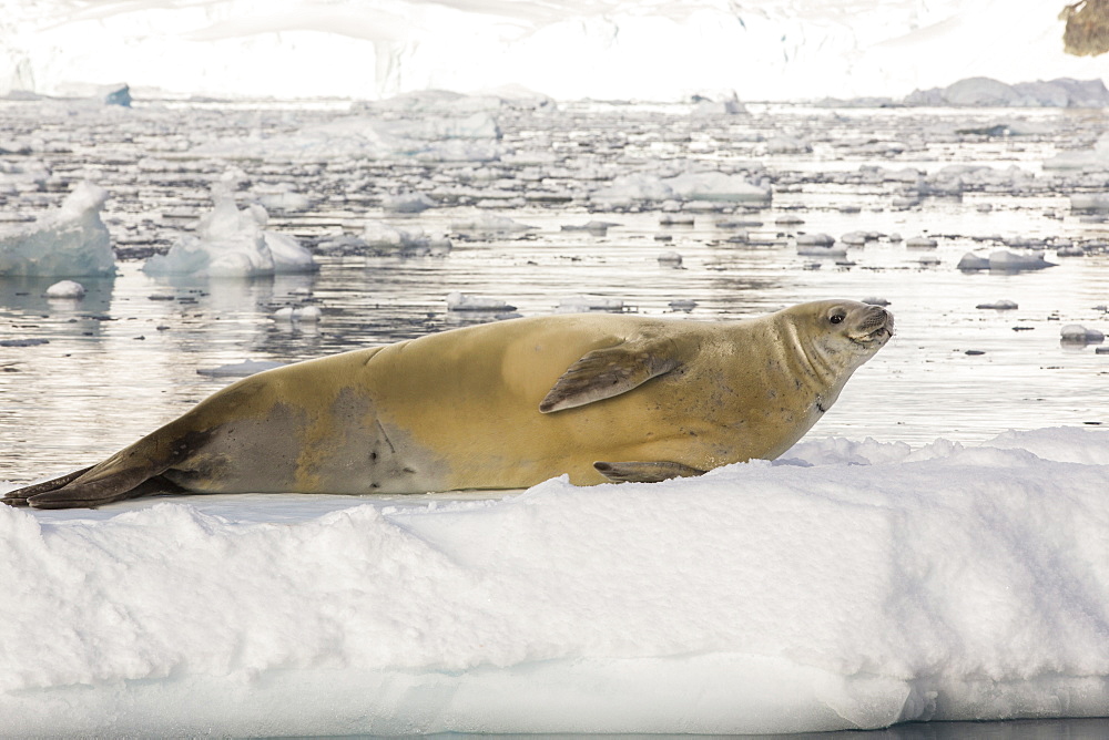 Crabeater Seal, Lobodon carcinophaga on an iceberg in Paradise Bay, Antarctica.