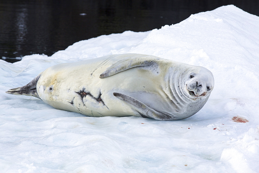 Crabeater Seal, Lobodon carcinophaga on an iceberg in Paradise Bay, Antarctica. 