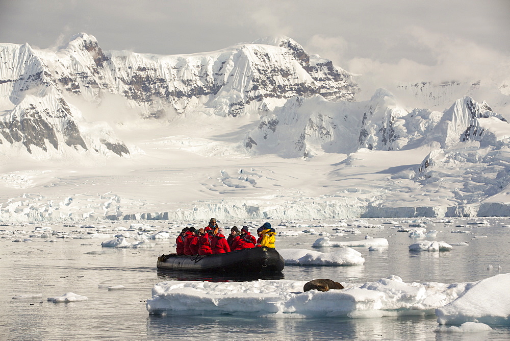 A Bull Antarctic Fur Seal (Arctocephalus gazella) on an iceberg in Drygalski Fjord, Antarctic Peninsular,