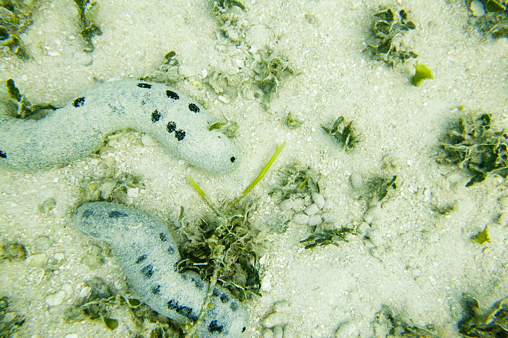 A sea cucumber on the sea bed off Funafuti Atoll, Tuvalu, Pacific