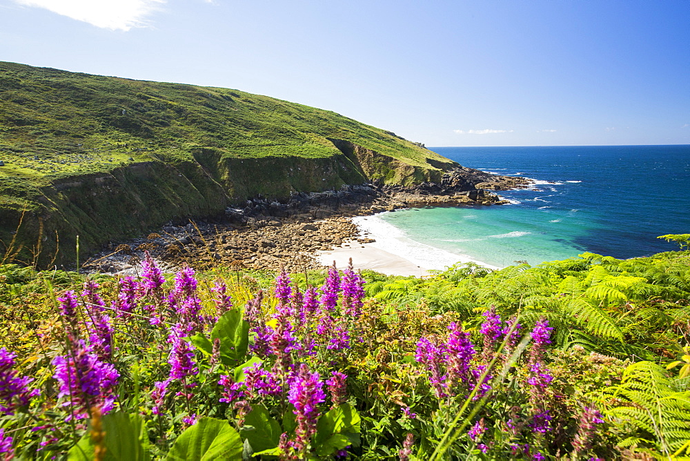 Cornish coastal scenery at Porthmeor Cove near Zennor, UK, with Purple loosestrife (Lythrum salicaria) flowering in the foreground.