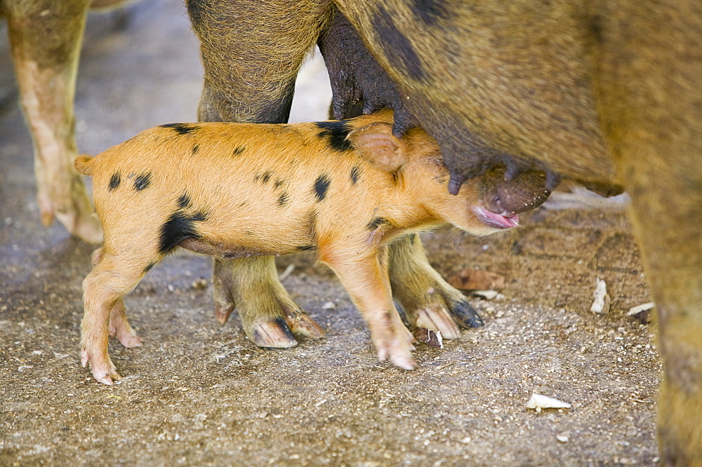 Pigs reared for pork on Funafuti Atoll, Tuvalu, Pacific