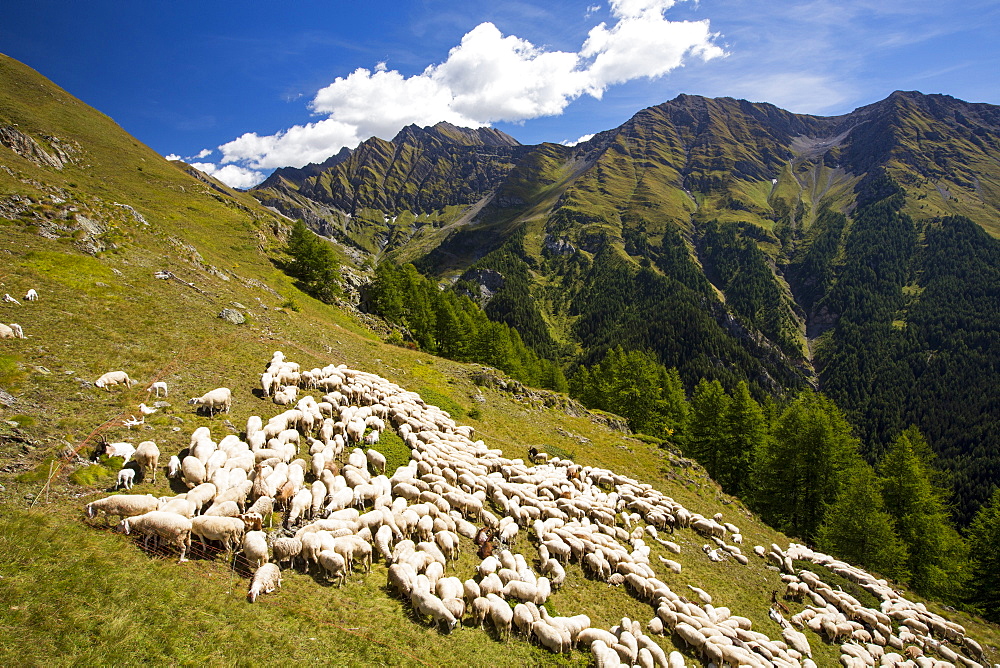 A flock of sheepby the Refuge Bertone, above Courmayeur, Italy.