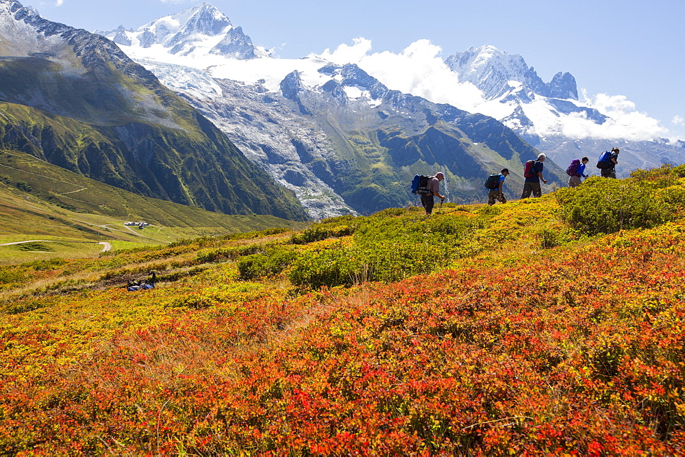 The Mont Blanc range from the Aiguillette des Posettes with Bilberry plants colouring up in late summer.