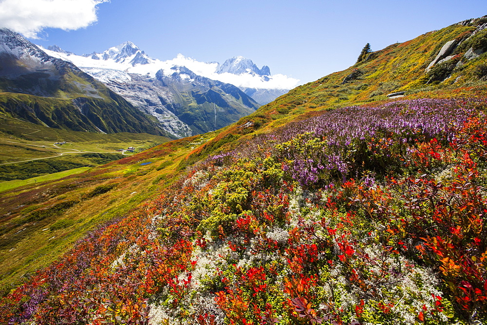 The Mont Blanc range from the Aiguillette des Posettes with Bilberry plants colouring up in late summer.