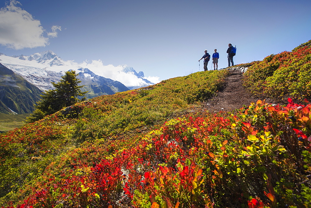 The Mont Blanc range from the Aiguillette des Posettes with Bilberry plants colouring up in late summer.