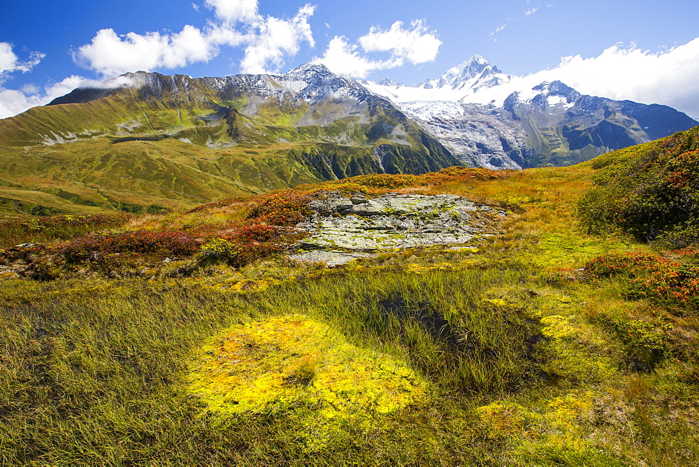 The Mont Blanc range from the Aiguillette des Posettes with Bilberry plants colouring up in late summer.