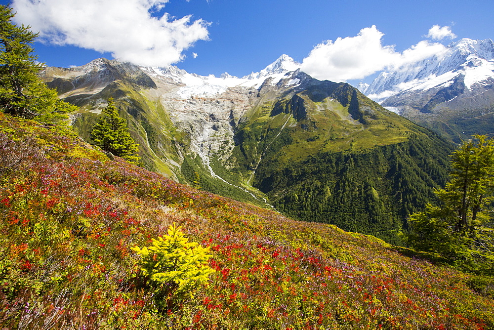 The Aiguillette des Posettes with Bilberry plants colouring up in late summer, above Chamonix, French Alps, and the rapidly retreating Glacier du tour.