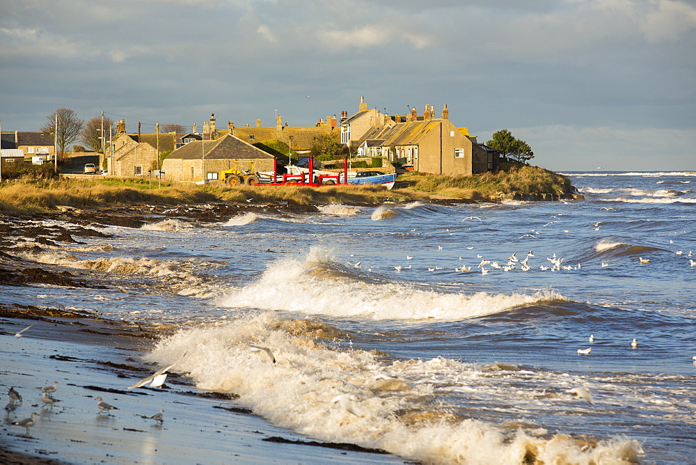 Black Headed Gulls fedding on Seaweed flies that are being flushed out of the seaweed on the strand line at high tide, at Boulmer, Northumberland, UK.