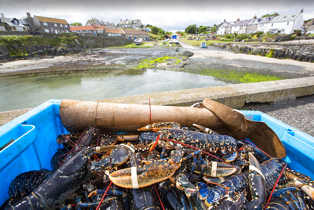 Lobsters caught off Craster in Northumberland, UK.