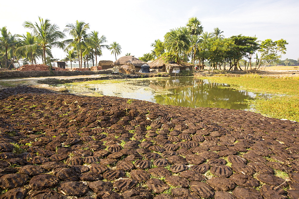 Cow dung belonging to subsistence farmers in the Sunderbans, a low lying area of the Ganges Delta in Eastern India, that is very vulnerable to sea level rise. The cow dung is used as biofuel in traditional clay ovens.