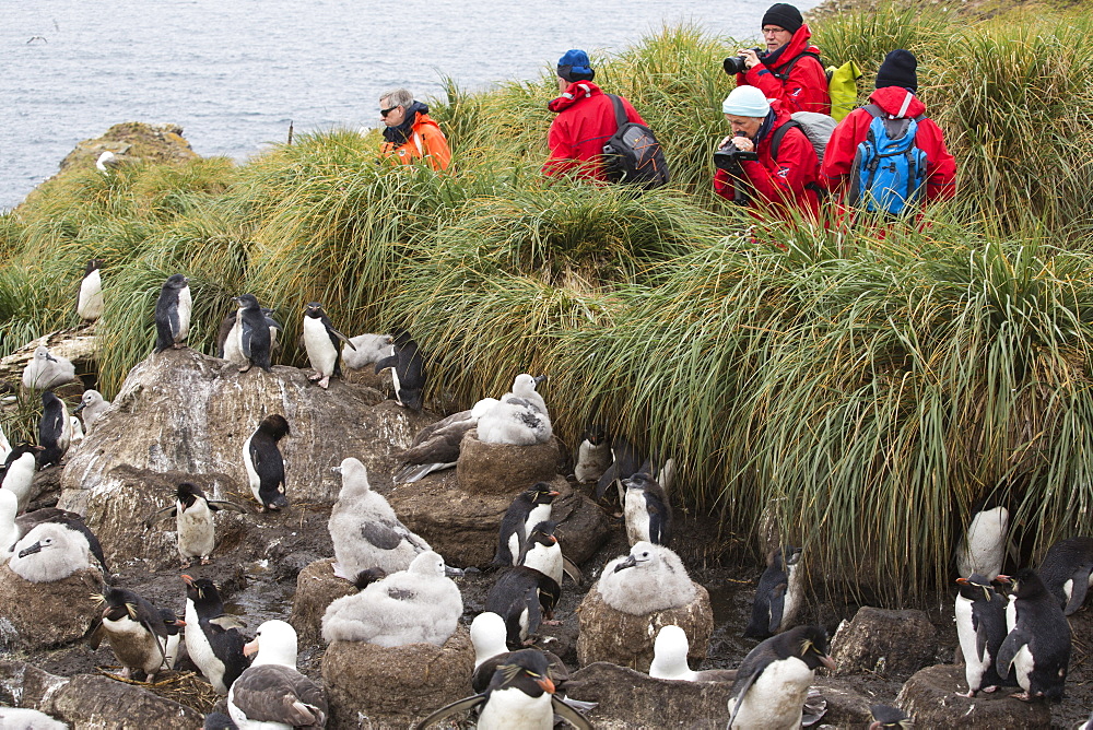 A mixed Black Browed Albatross (Thalassarche melanophris)  and Rockhopper Penguins (Eudyptes chrysocome) nesting colony on Westpoint island in the Falkland Islands off Argentina, in South America, being watched by a group on a wildlife tourist trip.