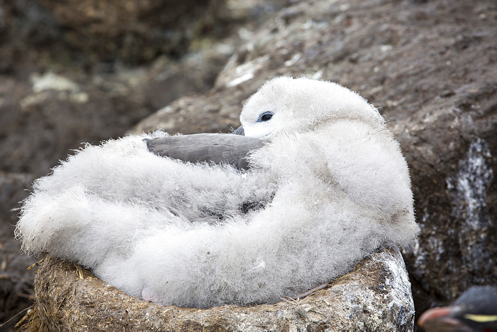 A Black Browed Albatross (Thalassarche melanophris) chick sitting on a nest in a mixed nesting colony of albatross's and Rockhopper Penguins