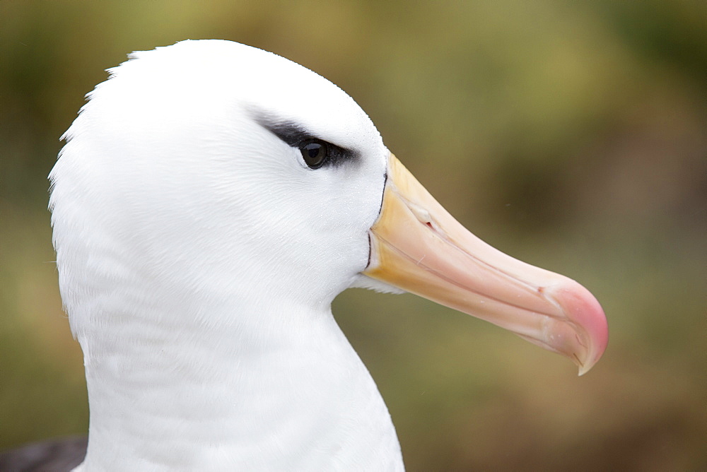 A Black Browed Albatross (Thalassarche melanophris) in a nesting colony of albatross's and Rockhopper Penguins (Eudyptes chrysocome) on Westpoint island in the Falkland Islands off argentina, in South America. Albatrosses are globally thratened by long line fishing boats who are responsible for killing thousands of birds.