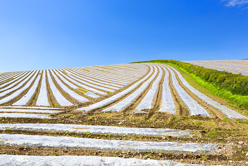 A crop covered in rows of plastic sheeting in a field on the Furnes peninsular, South Cumbria, UK.