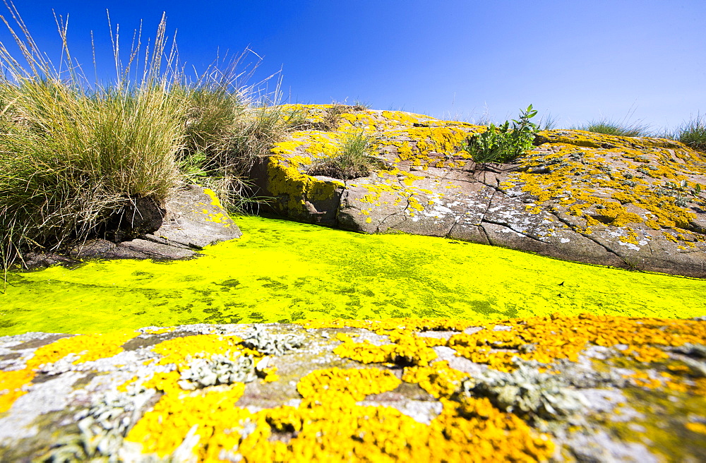 Green algae and yellow lichen on the Farne Islands, Northumberland, UK.