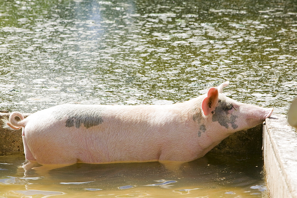 A pig being flooded out by global warming induced sea level rise on Funafuti Atoll, Tuvalu, Pacific