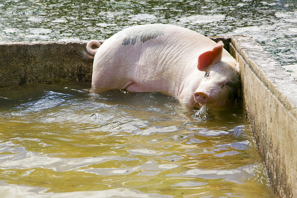 A pig being flooded out by global warming induced sea level rise on Funafuti Atoll, Tuvalu, Pacific