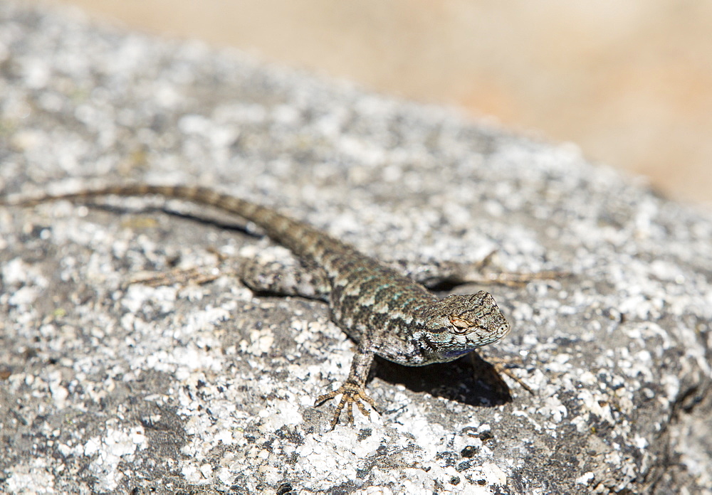 A sagebrush lizard, Sceloporus graciosu basking on a granite rock in Yosemite, California, USA.