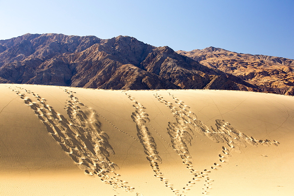 Footprints and lizard tracks on the Mesquite flat sand dunes in Death Valley which is the lowest, hottest, driest place in the USA, with an average annual rainfall of around 2 inches, some years it does not receive any rain at all.