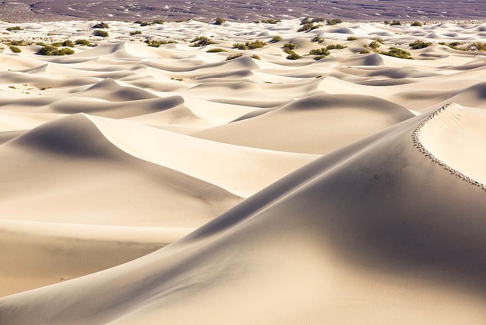 The Mesquite flat sand dunes in Death Valley which is the lowest, hottest, driest place in the USA, with an average annual rainfall of around 2 inches, some years it does not receive any rain at all.