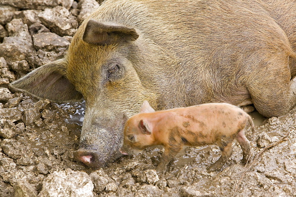 Pigs reared for pork on Funafuti Atoll, Tuvalu, Pacific