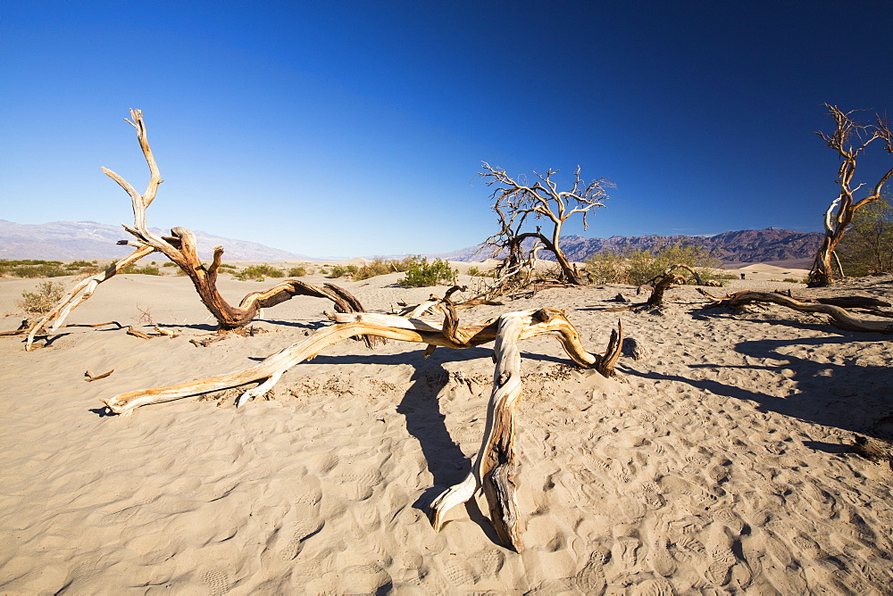 Death Valley is the lowest, hottest, driest place in the USA, with an average annual rainfall of around 2 inches, some years it does not receive any rain at all.