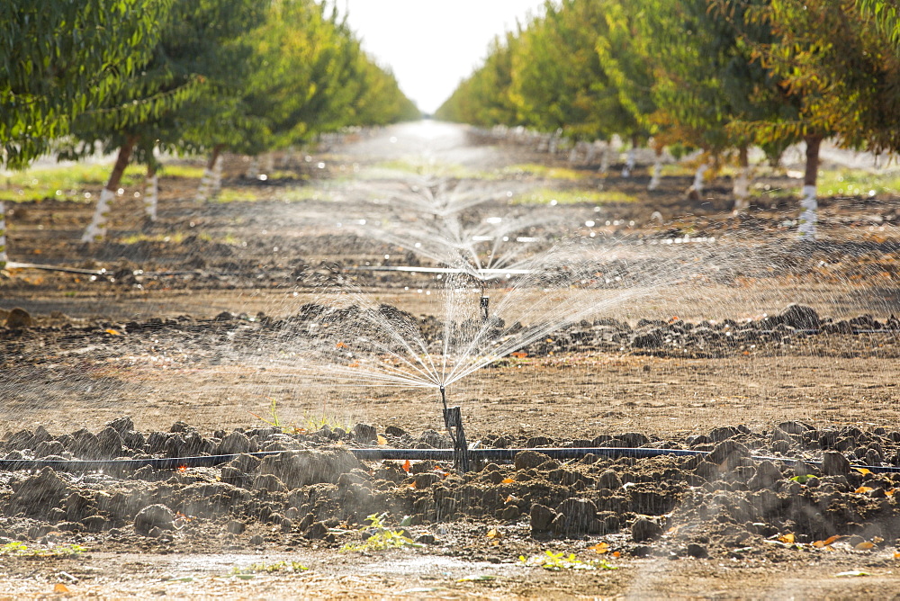 Almod trees being irrigated in California's Central Valley, which is in the grip of a four year long drought. The catastrophic drought means that no crops will grow without increasingly scarce irrigation water. Many areas of farmland have been abandoned due to the drought. 80% of the world's almonds grow in California, each Almond takes 1 gallon of water to produce, water that is increasingly unavailable.