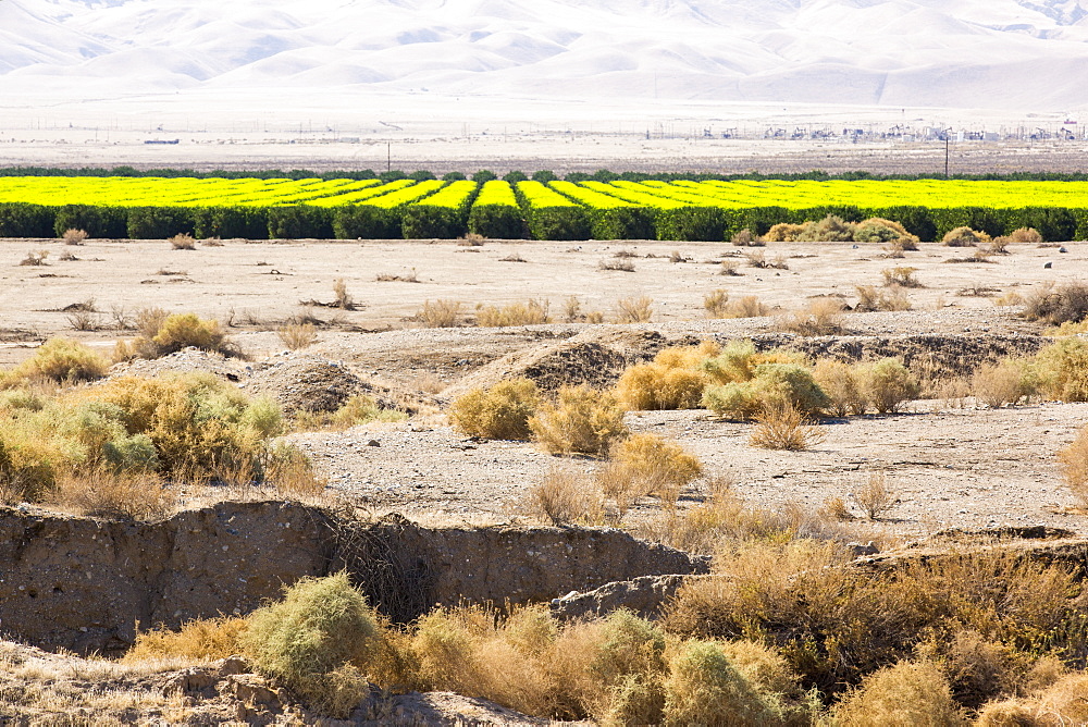 The contrast between agricultural land being irrigated, and the parched dessicated land not irrigated, after four years of California's catastrophic drought. $2 billion has been wiped off California's agricultural sector.