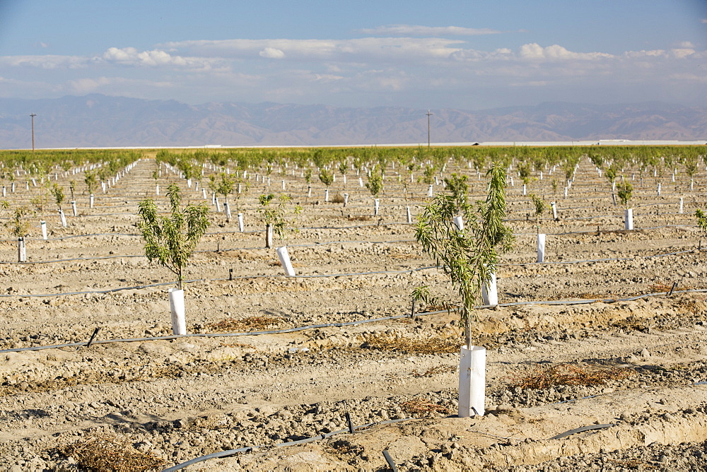 Almond trees being irrigated in California's Central Valley, which is in the grip of a four year long drought. The catastrophic drought means that no crops will grow without increasingly scarce irrigation water. Many areas of farmland have been abandoned due to the drought. 80% of the world's almonds grow in California, each Almond takes 1 gallon of water to produce, water that is increasingly unavailable.