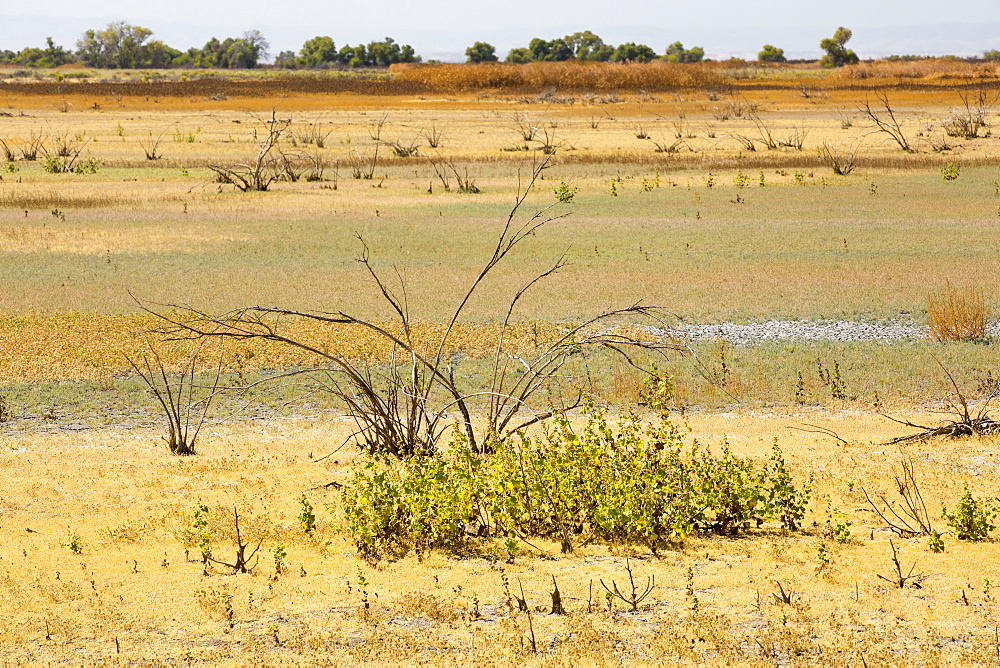 The Kern Valley Wildlife Refuge in California's Central Valley was created as important resting and feeding grounds for wildfowl migrating along the pacific flyway. After four years of unprecedented drought, the water shortages in California are critical. The reserve has received only 40% of its usual warer, with the result that most of the lake beds are dried up and dessicated, leaving the birds nowhere to go.