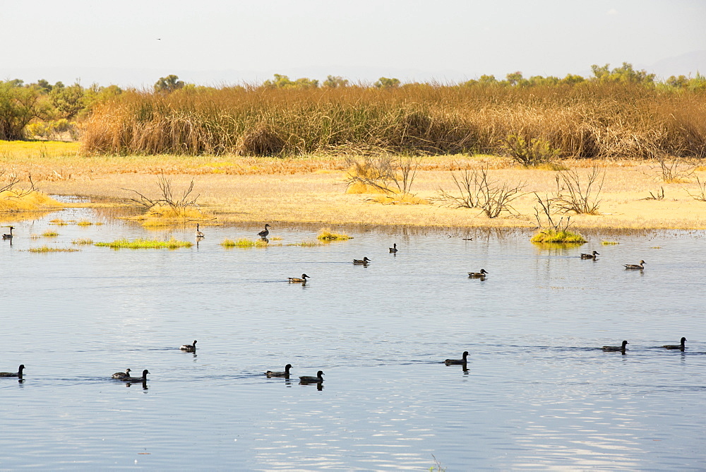 The Kern Valley Wildlife Refuge in California's Central Valley was created as important resting and feeding grounds for wildfowl migrating along the pacific flyway. After four years of unprecedented drought, the water shortages in California are critical. The reserve has received only 40% of its usual warer, with the result that most of the lake beds are dried up and dessicated, leaving the birds few places to go. This is the only area of lake with any water left.