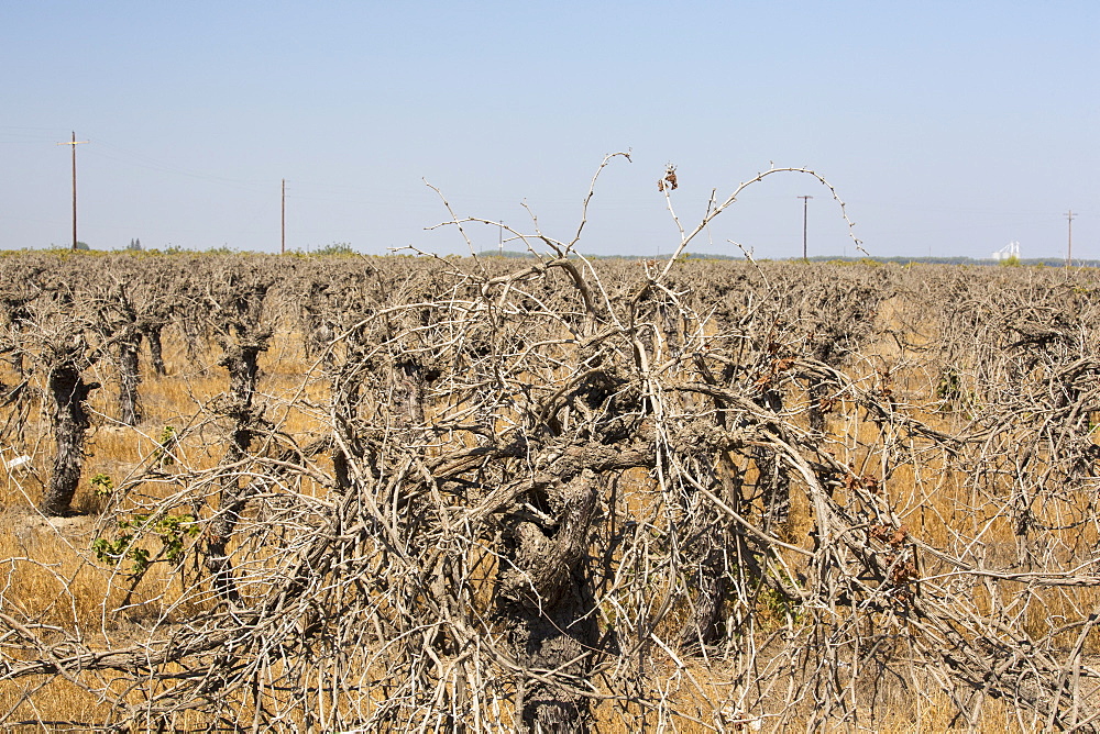 Dead and dying grape vines in Bakersfield, California, USA. Following an unprecedented four year long drought, Bakersfield is now the driest city in the USA. Most of California is in exceptional drought, the highest level of drought classification. 428,000 acres of agricultural land have been taken out of production due to lack of water, thousands of agricultural workers have lost their jobs and one third of all children in California go to bed hungry.